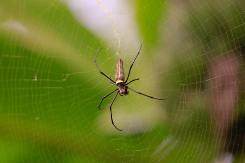 Free Detailed photograph of a spider on a web against a green blurred background. Stock Photo