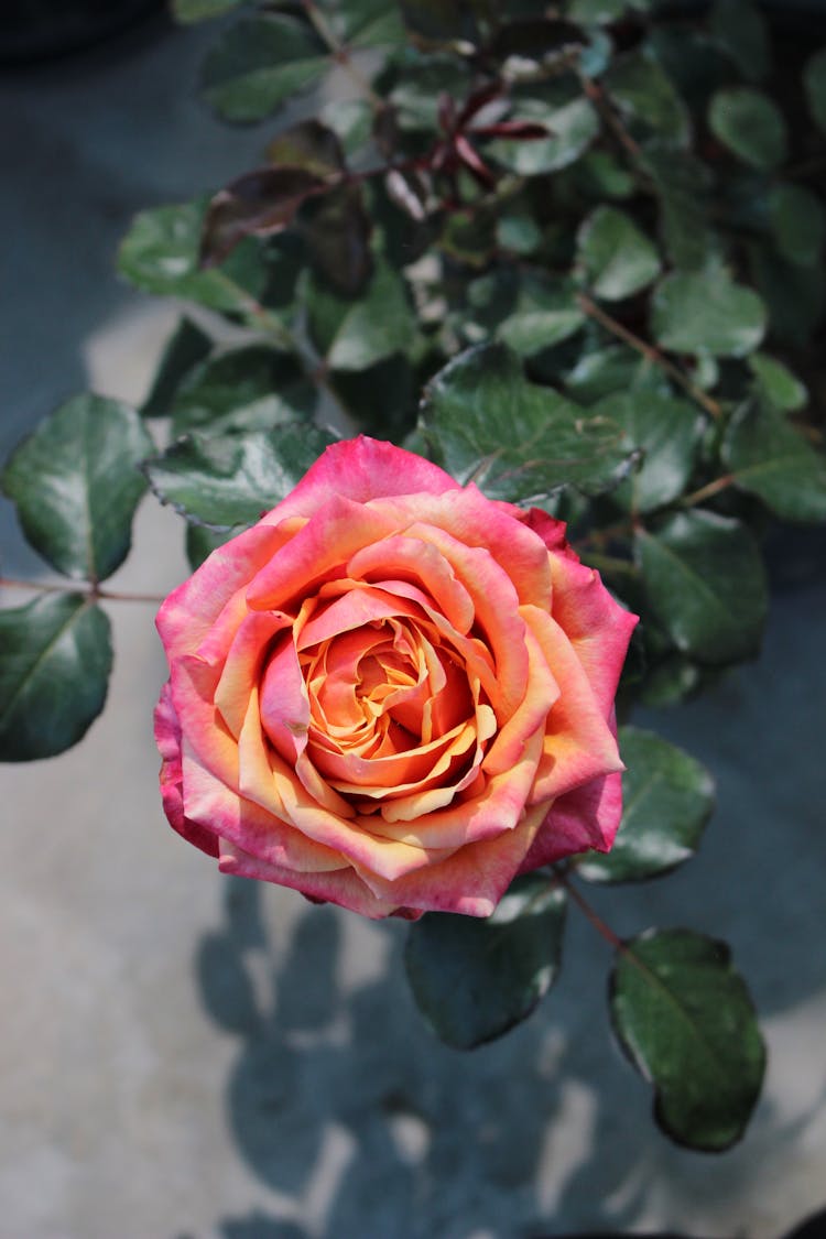 Pink Rose In Bloom