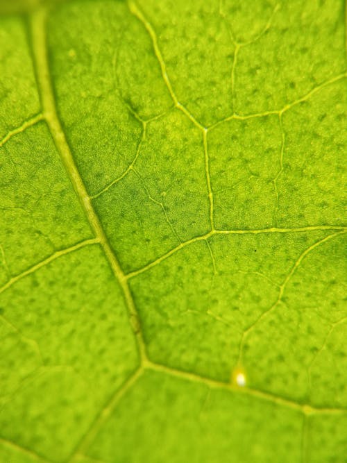 Close-up Photo of a Green Leaf 