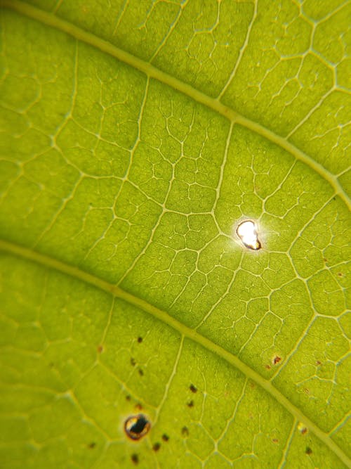 Close-up Photo of a Green Leaf
