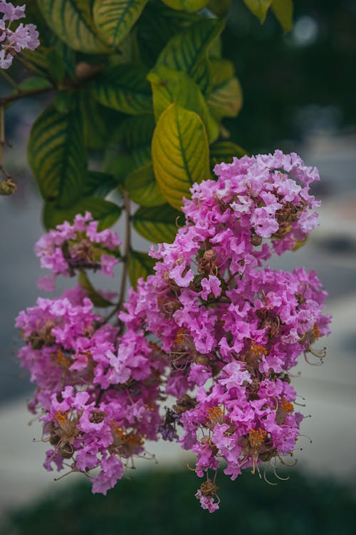 무료 꽃가루, 꽃이 피는, 꽃잎의 무료 스톡 사진