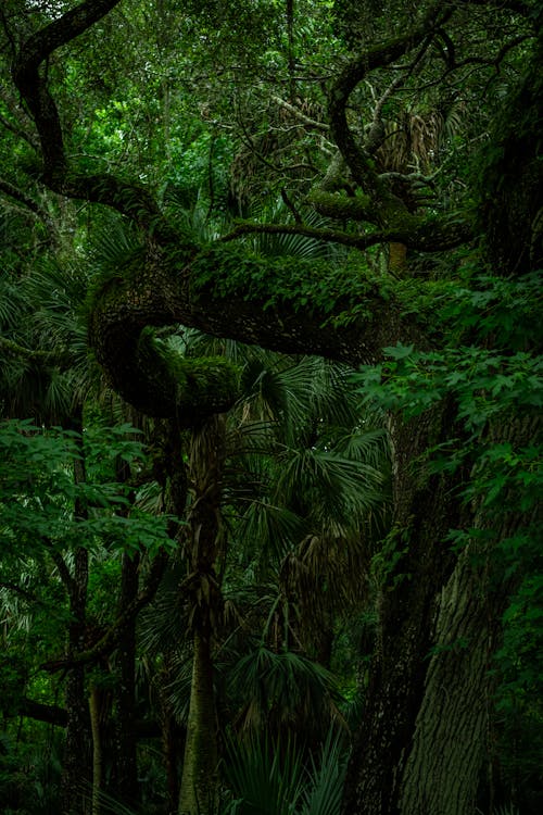 Ilmainen kuvapankkikuva tunnisteilla luonto, metsä, puu Kuvapankkikuva