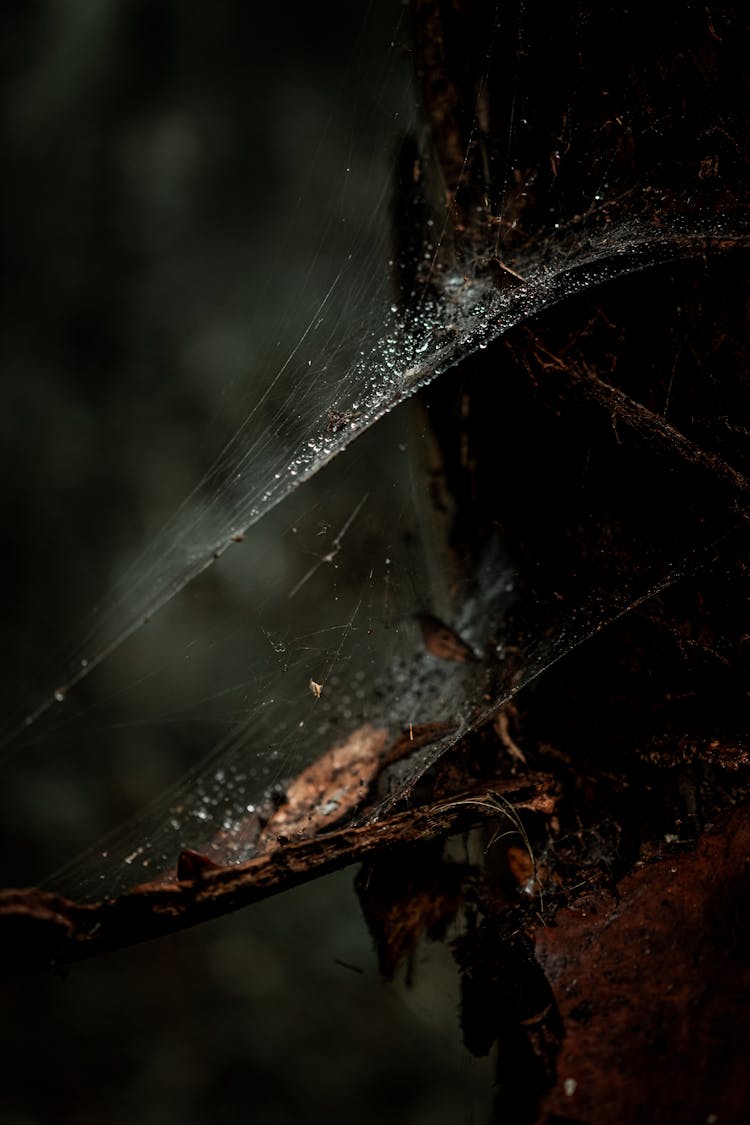 Close-up Photo Of A Spider Web 