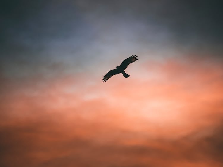 Silhouette Of Bird Flying In The Sky 