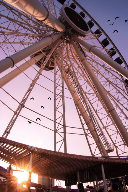 Low angle view of Ferris wheel at Chicago's Navy Pier with birds flying at sunset.