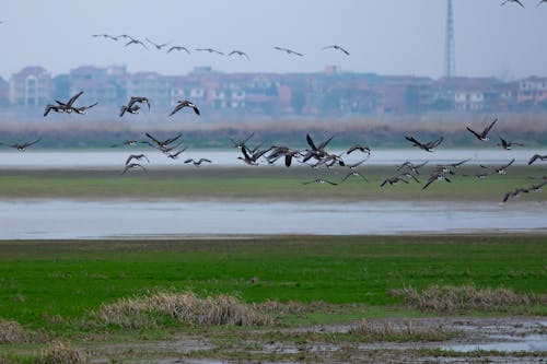 Kostnadsfri bild av fågelfotografering, fåglar, flock