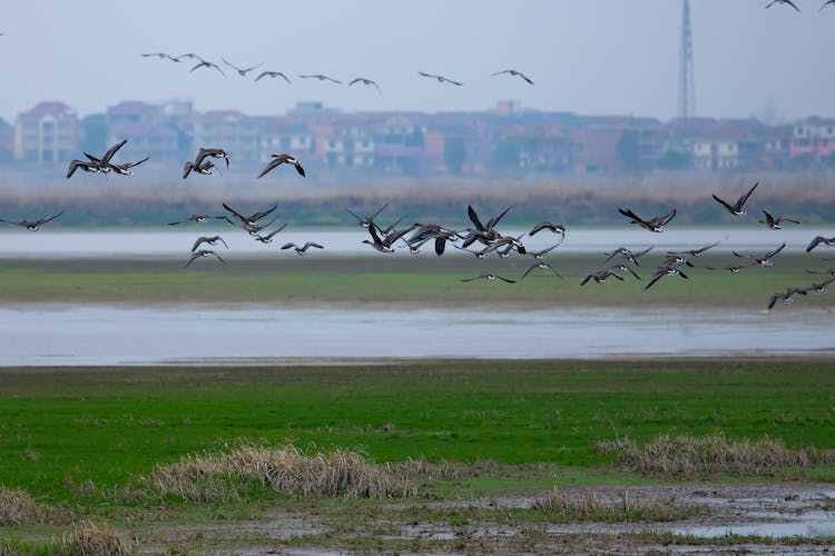 Flock Of Birds Flying Over Grass