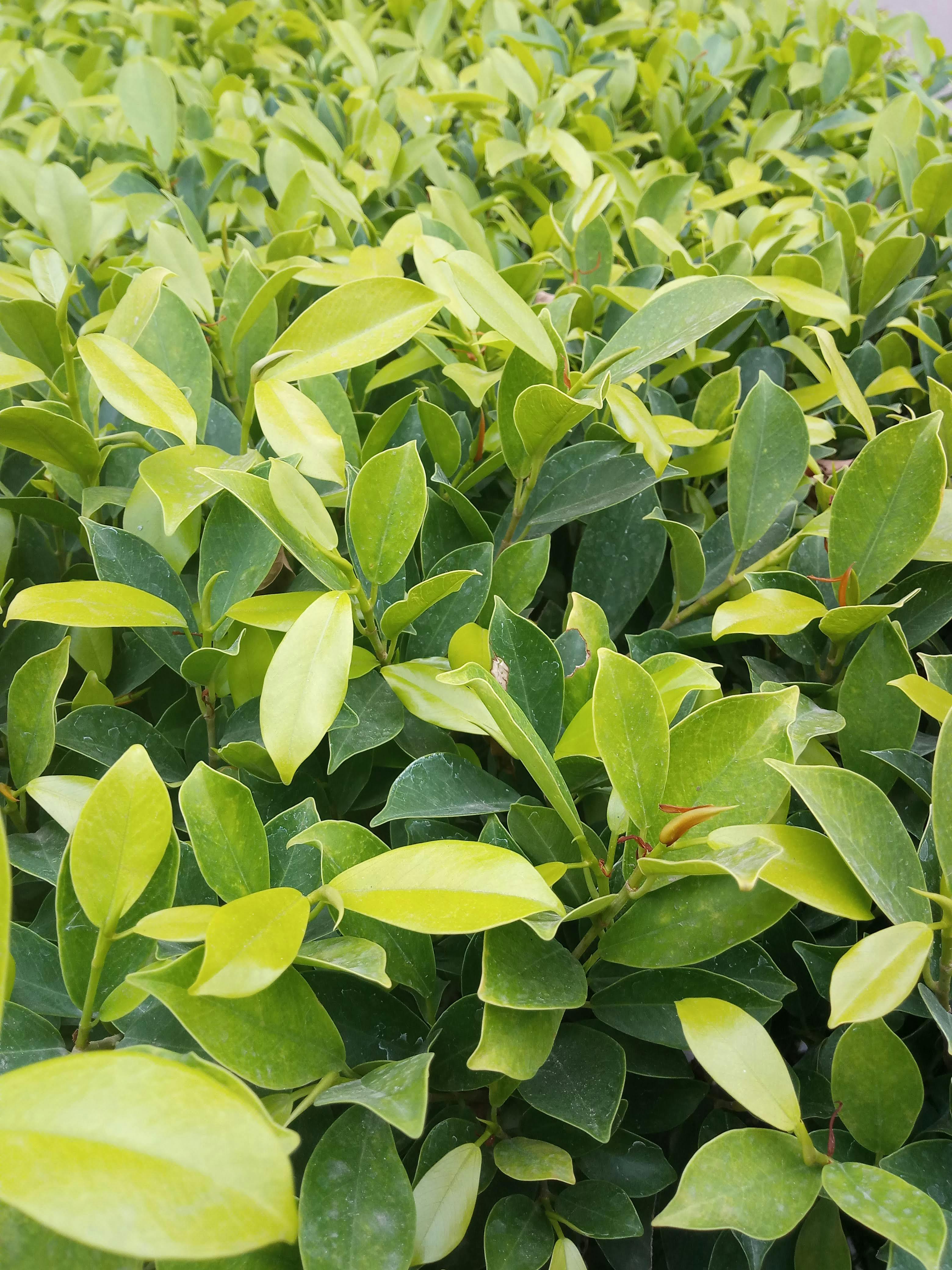 Free stock photo of bright, dark green, dark green plants