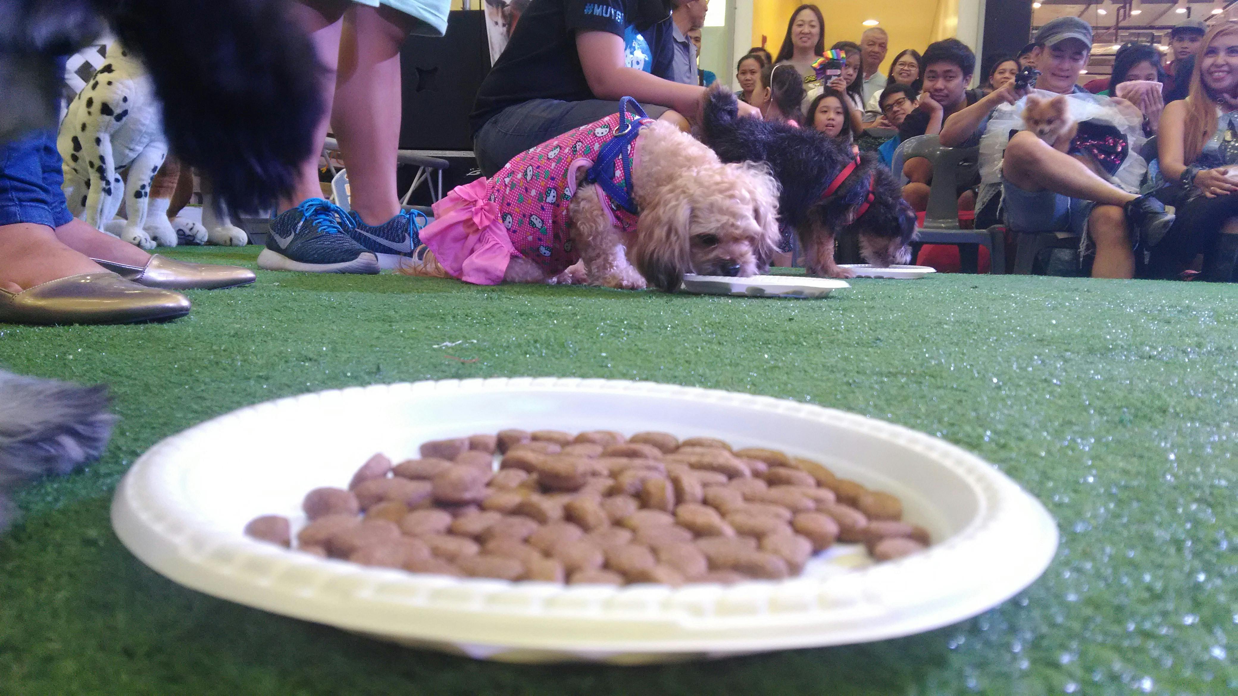 Free stock photo of competition, dog, food