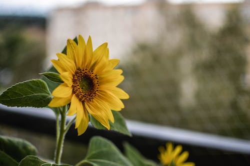 Gele Zonnebloem Focus Fotografie