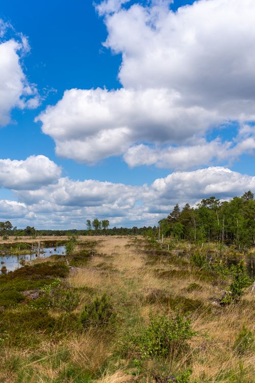 Free Tranquil marshland scene with lush greenery and scattered clouds under a vivid blue sky. Stock Photo