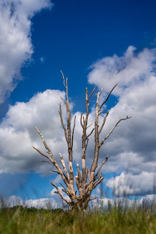Free A bare tree stands under a vivid blue sky with fluffy clouds, symbolizing resilience and beauty. Stock Photo