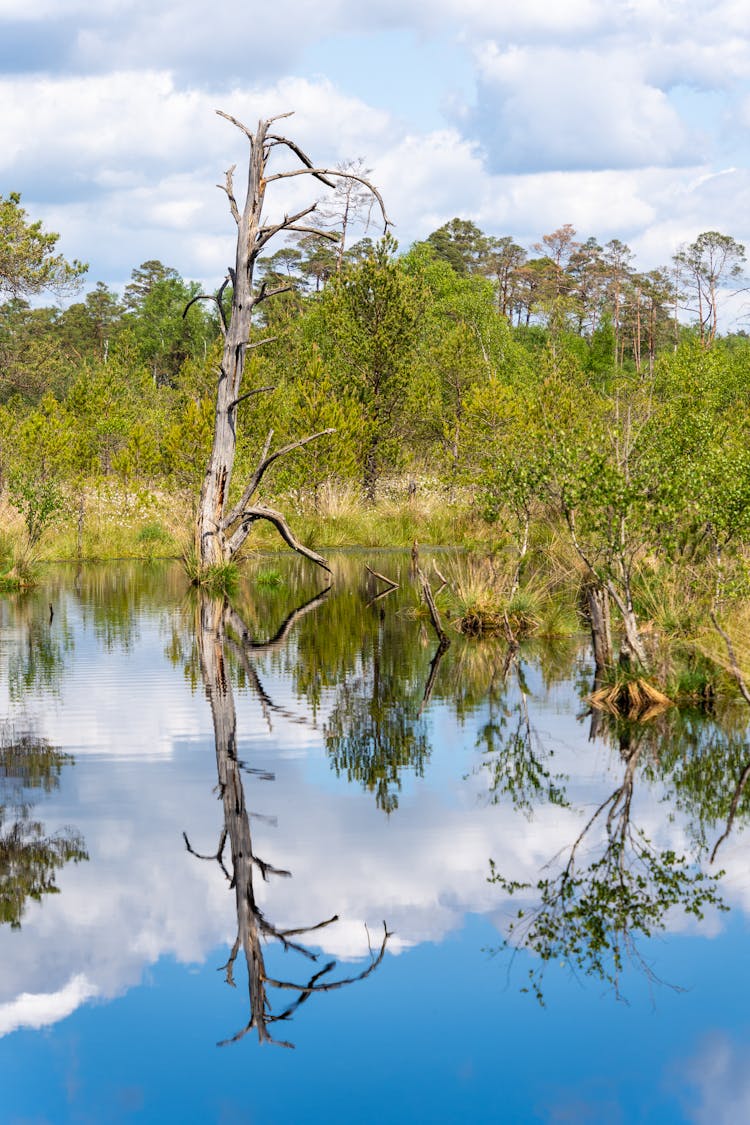 Trees Reflected In Pond