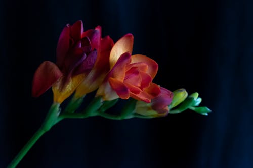 Foto profissional grátis de flor de perto, flor vermelha, fotografia de flores