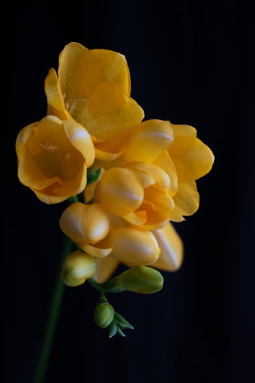 Foto profissional grátis de flor, flor amarela, flor de perto