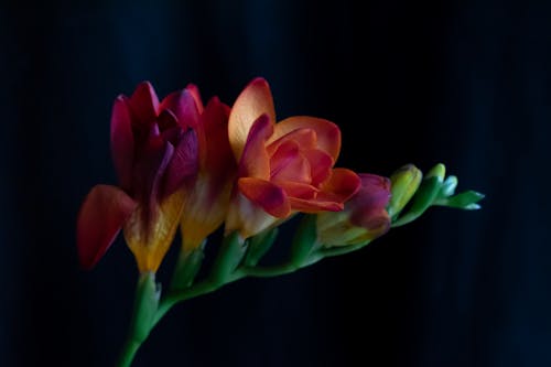 Foto profissional grátis de flor, flor de perto, flor vermelha