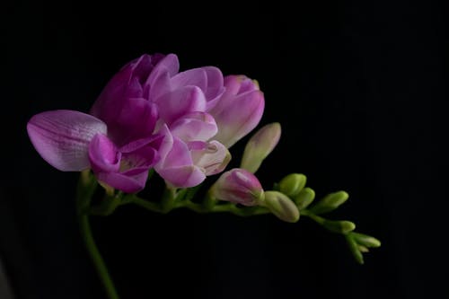 Foto profissional grátis de flor, flor cor-de-rosa, flor de perto