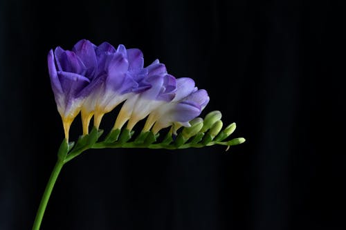 Foto profissional grátis de flor de perto, flor lilás, fotografia de flores