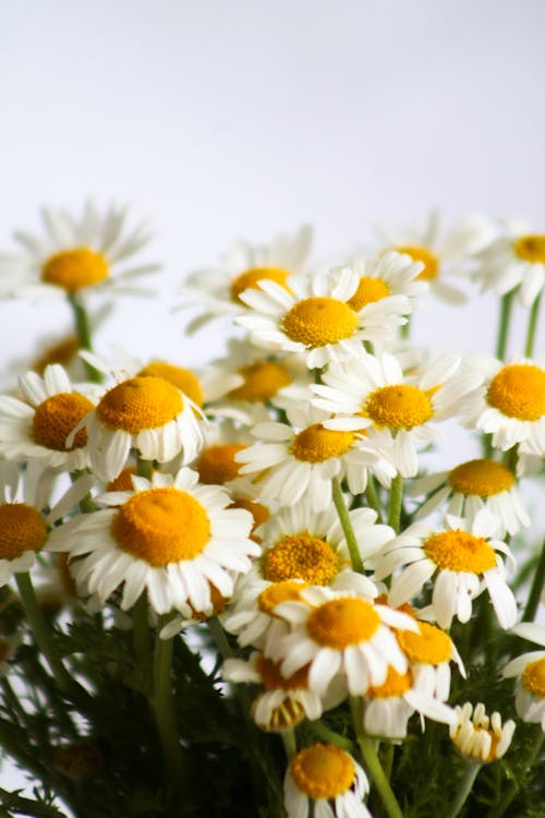 Blooming Daisy Flowers