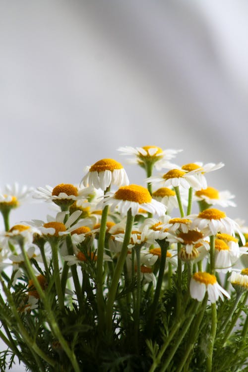 Close-up Photo of Daisy Flowers
