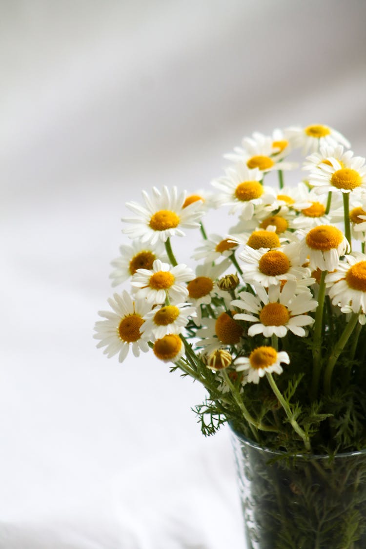 Daisies In Vase