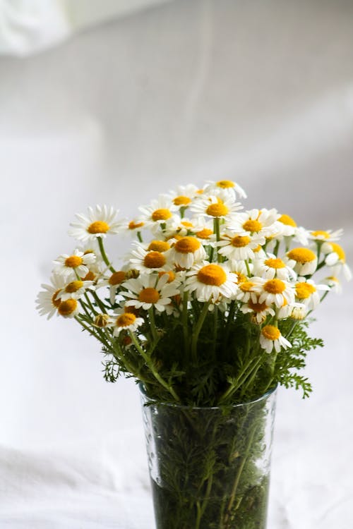 Daisy Flowers in a Clear Glass Vase 