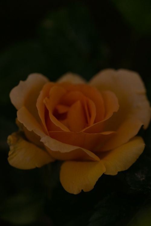 Free Capture the delicate beauty of an orange rose with detailed petals and natural texture. Stock Photo
