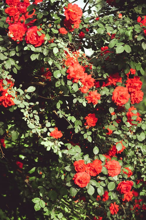 Red Garden Roses With Green Leaves