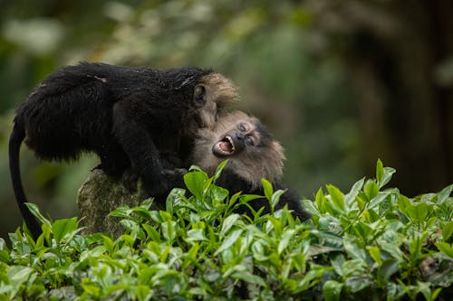 A Pair of Monkeys Fighting Beside Green Plants