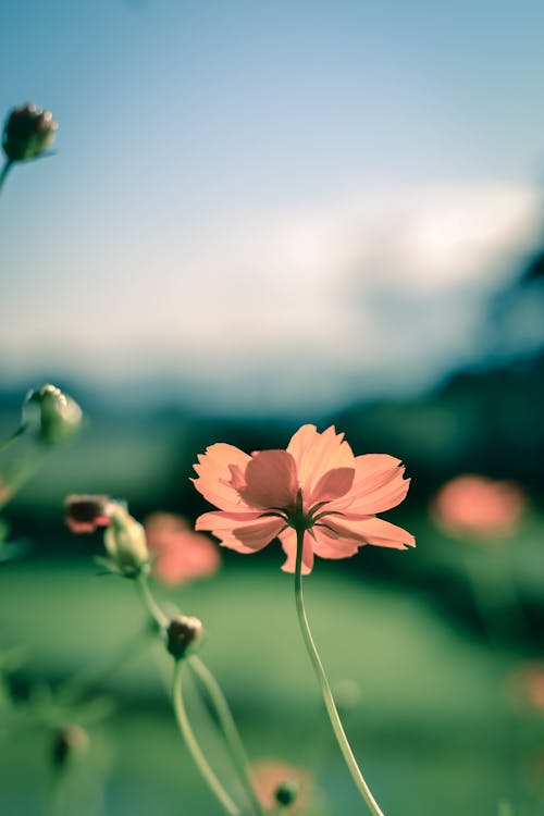 Beautiful Pink Flower Plants in the Garden