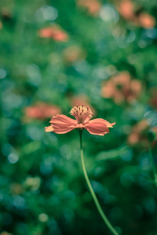 Free Beautiful Orange Flower Field Stock Photo