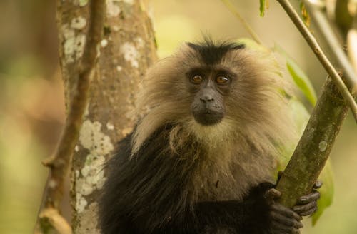 Portrait of Lion-tailed Macaque