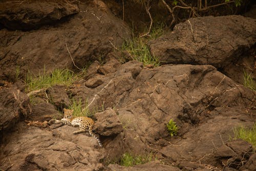 Leopard Lying on Brown Rock