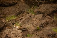 Leopard in its habitat