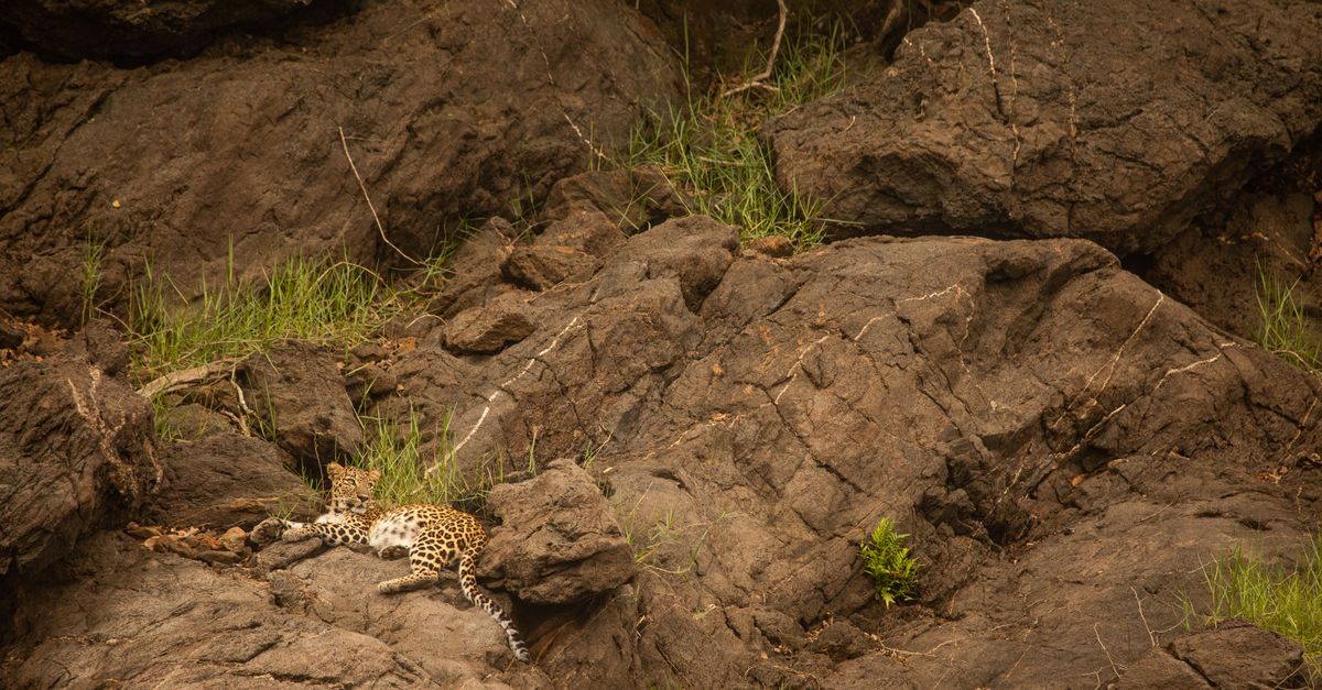 Leopard On Rocks Leopard Lying on Brown Rock · Free Stock Photo