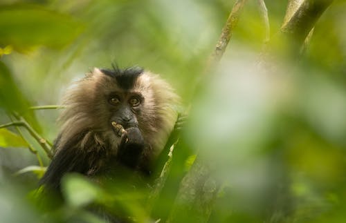 天性, 熱帶雨林, 猴子 的 免費圖庫相片