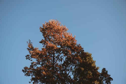 Gratis stockfoto met blauwe lucht, boom, botanisch