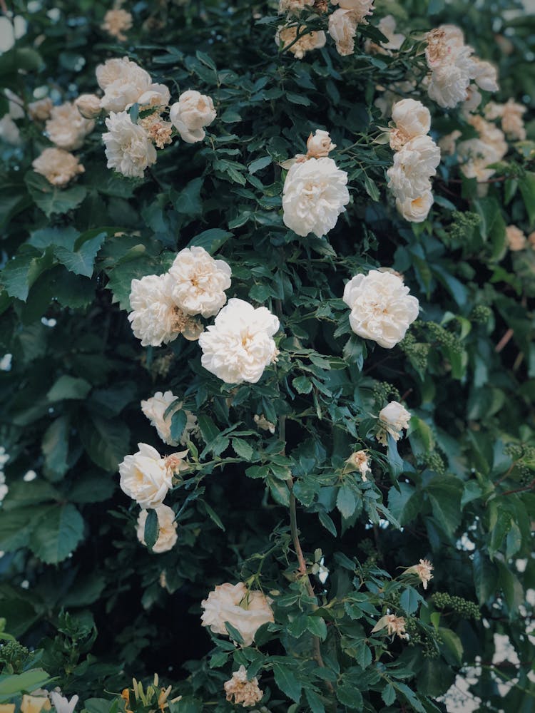 Rose Flower Bush