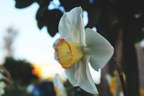 Free stock photo of close up view, flower