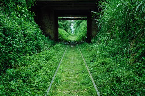 Overgrown Railroad Track