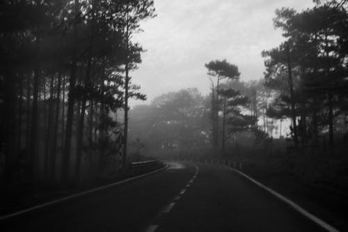 Grayscale Photography of Road Between Trees