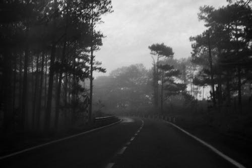 Foto d'estoc gratuïta de amb boira, arbres, blanc i negre