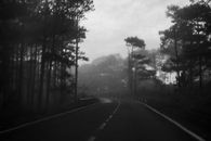 Grayscale Photo of Road Between Trees