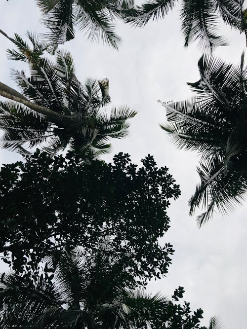 Kostenloses Stock Foto zu aufnahme von unten, bäume, kokosnussbäume