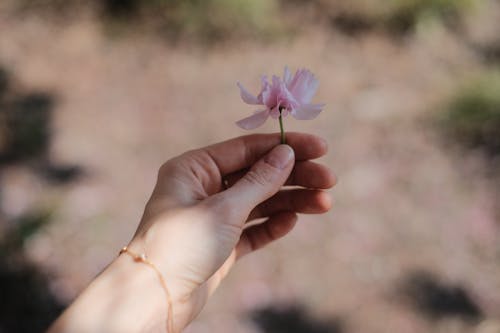 Free Purple Flower on Persons Hand Stock Photo