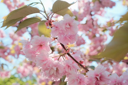 bezplatná Základová fotografie zdarma na téma květ třešně Základová fotografie