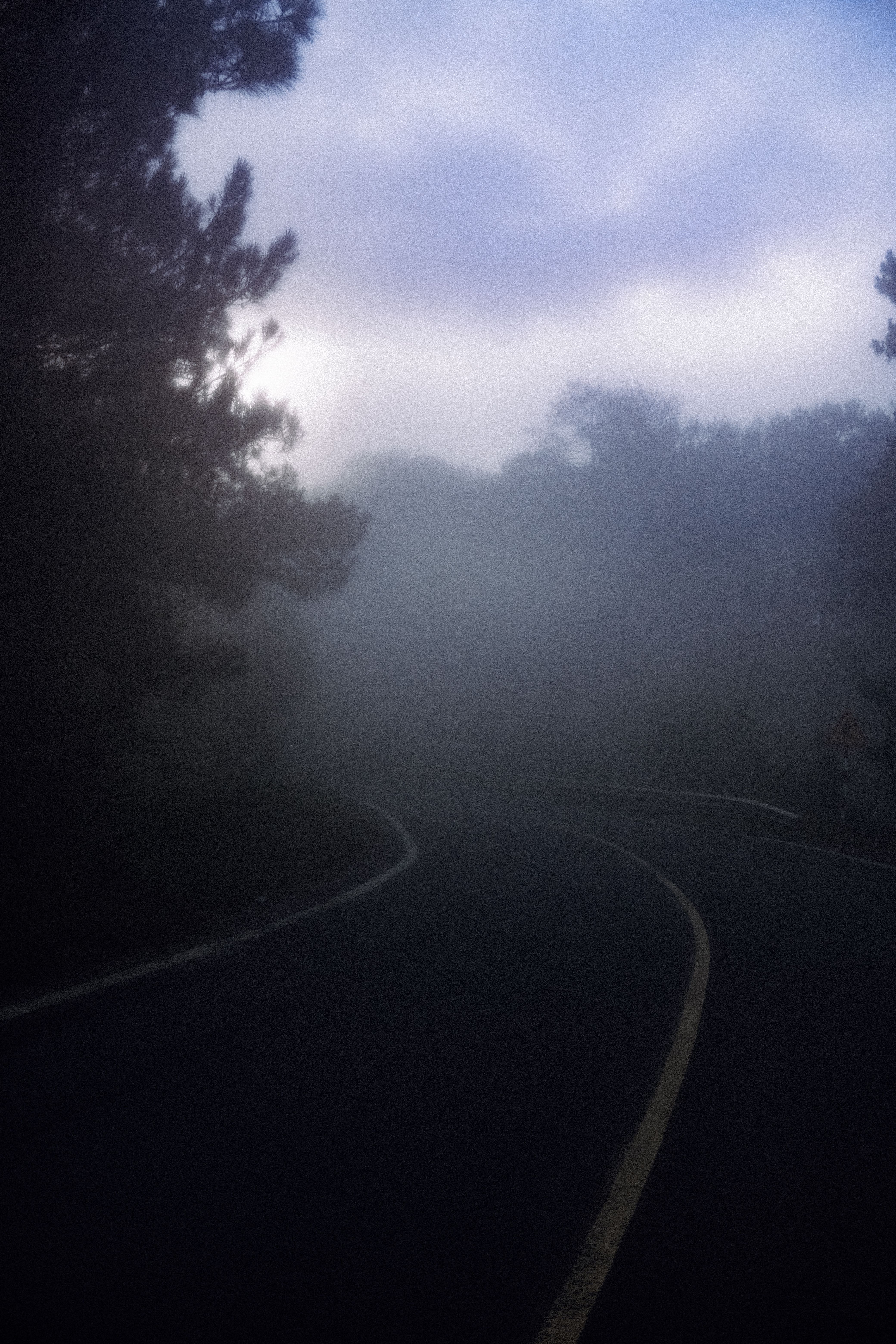 A Foggy Road Between Trees · Free Stock Photo
