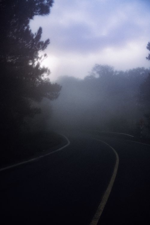 Free An atmospheric shot of a winding road shrouded in fog with surrounding trees, evoking mystery. Stock Photo