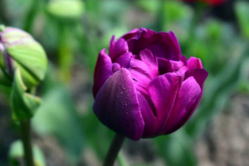 Foto profissional grátis de broto, fechar-se, flor lilás