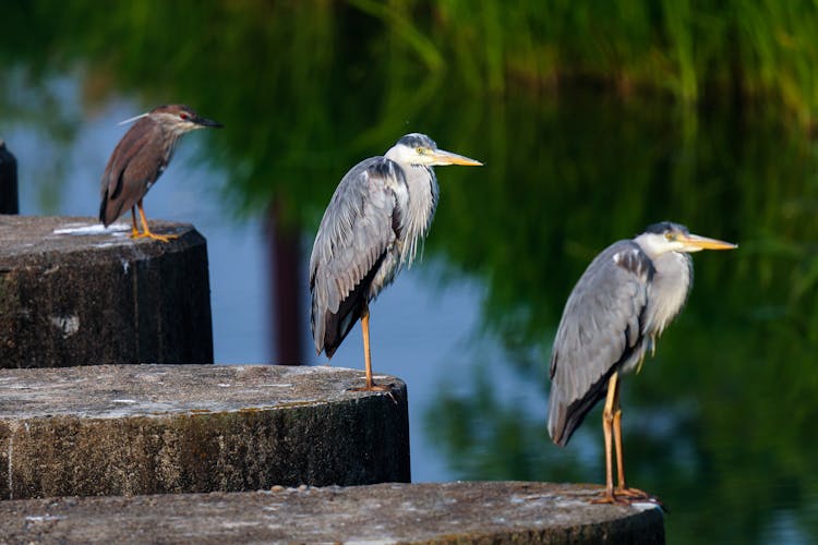 Three Gray Herons By The Water 